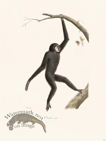 Cuvier 381 Ounko Male